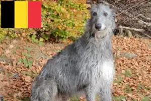 Lee más sobre el artículo Criadores de Deerhound y cachorros en Bélgica