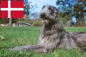 Lee más sobre el artículo Criadores de Deerhound y cachorros en Dinamarca