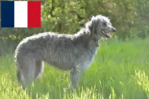 Lee más sobre el artículo Criadores de Deerhound y cachorros en Francia