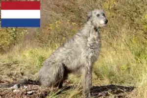 Lee más sobre el artículo Criadores de Deerhound y cachorros en los Países Bajos