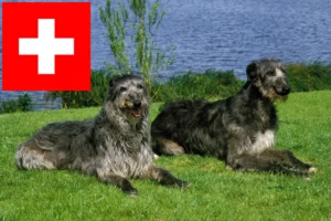 Lee más sobre el artículo Criadores de Deerhound y cachorros en Suiza