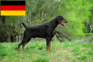 Lee más sobre el artículo Criadores y cachorros de Dobermann en Alemania