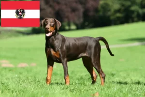 Lee más sobre el artículo Criadores y cachorros de Dobermann en Austria