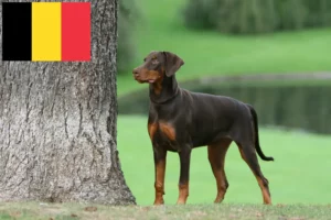 Lee más sobre el artículo Criadores de dóberman y cachorros en Bélgica