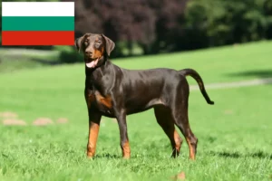 Lee más sobre el artículo Criadores de dóberman y cachorros en Bulgaria