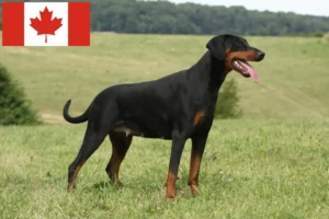 Lee más sobre el artículo Criadores de doberman y cachorros en Canadá