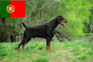 Lee más sobre el artículo Criadores de doberman y cachorros en Portugal