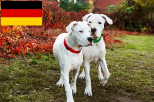 Lee más sobre el artículo Dogo Argentino criadores y cachorros en Alemania