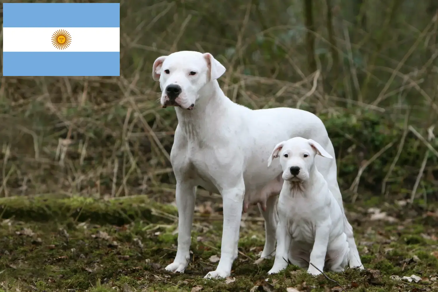 Lee más sobre el artículo Dogo Argentino criadores y cachorros en Argentina