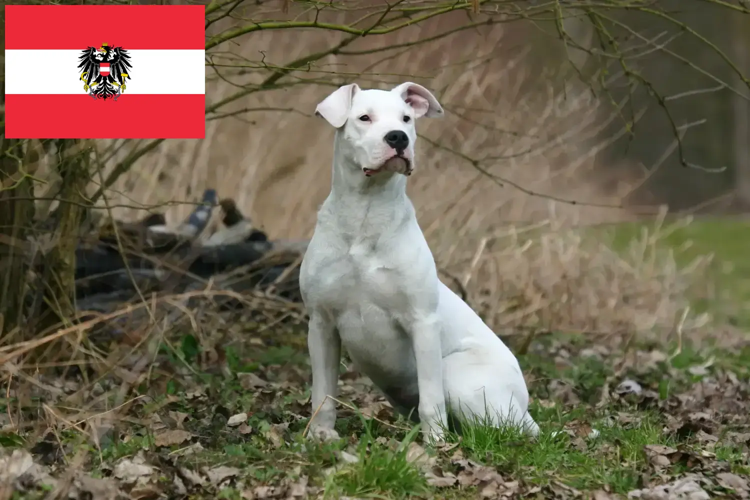 Lee más sobre el artículo Criadores de Dogo Argentino y cachorros en Austria