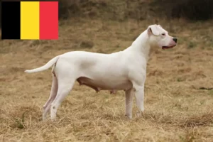 Lee más sobre el artículo Dogo Argentino criadores y cachorros en Bélgica
