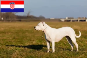 Lee más sobre el artículo Criadores de Dogo Argentino y cachorros en Croacia