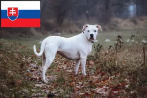 Lee más sobre el artículo Criadores de Dogo Argentino y cachorros en Eslovaquia