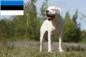 Lee más sobre el artículo Criadores de Dogo Argentino y cachorros en Estonia