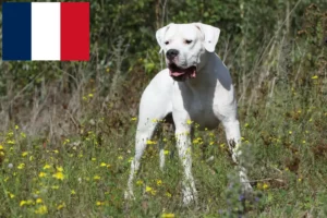 Lee más sobre el artículo Criadores y cachorros de Dogo Argentino en Francia