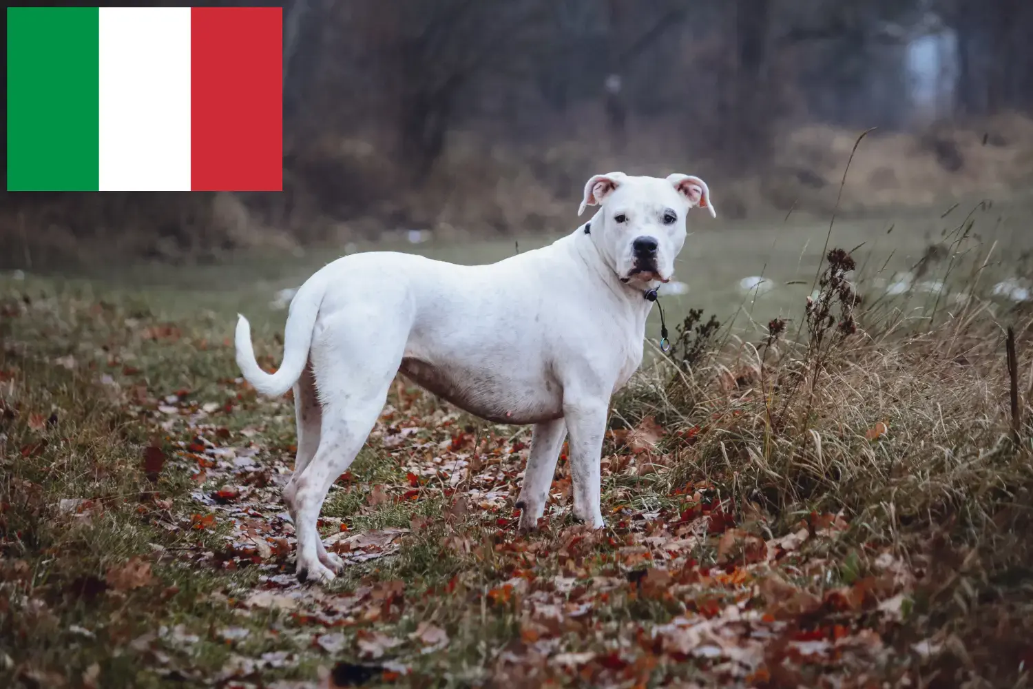 Lee más sobre el artículo Criadores y cachorros de Dogo Argentino en Italia