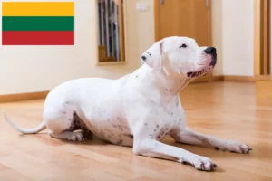 Lee más sobre el artículo Criadores de Dogo Argentino y cachorros en Lituania
