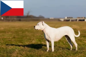 Lee más sobre el artículo Criadores y cachorros de Dogo Argentino en la República Checa