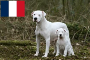 Lee más sobre el artículo Criadores de Dogo Argentino y cachorros en Reunión