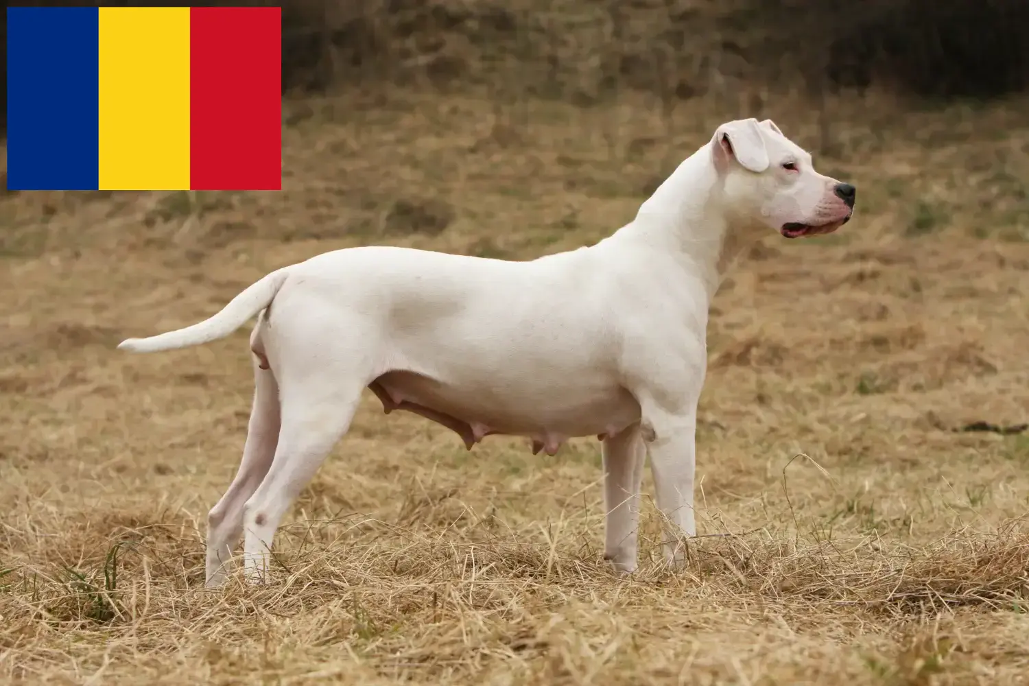 Lee más sobre el artículo Dogo Argentino criadores y cachorros en Rumania