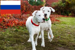 Lee más sobre el artículo Criadores de Dogo Argentino y cachorros en Rusia