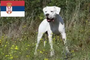 Lee más sobre el artículo Criadores de Dogo Argentino y cachorros en Serbia