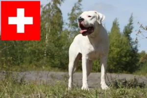 Lee más sobre el artículo Criadores de Dogo Argentino y cachorros en Suiza