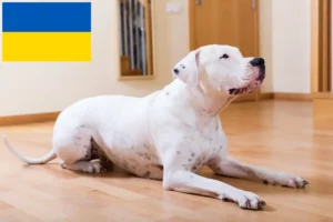 Lee más sobre el artículo Criadores de Dogo Argentino y cachorros en Ucrania