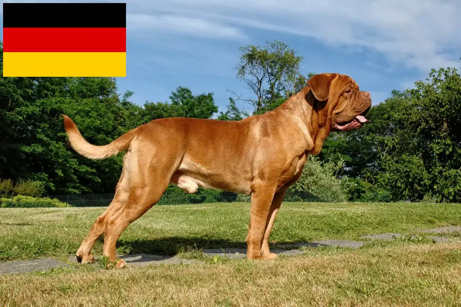 Lee más sobre el artículo Criadores de dogos de Burdeos y cachorros en Alemania