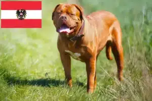 Lee más sobre el artículo Criadores de Dogos de Burdeos y cachorros en Austria