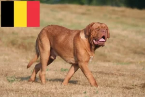 Lee más sobre el artículo Criadores de Dogos de Burdeos y cachorros en Bélgica