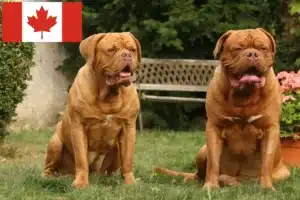 Lee más sobre el artículo Criadores de Dogos de Burdeos y cachorros en Canadá