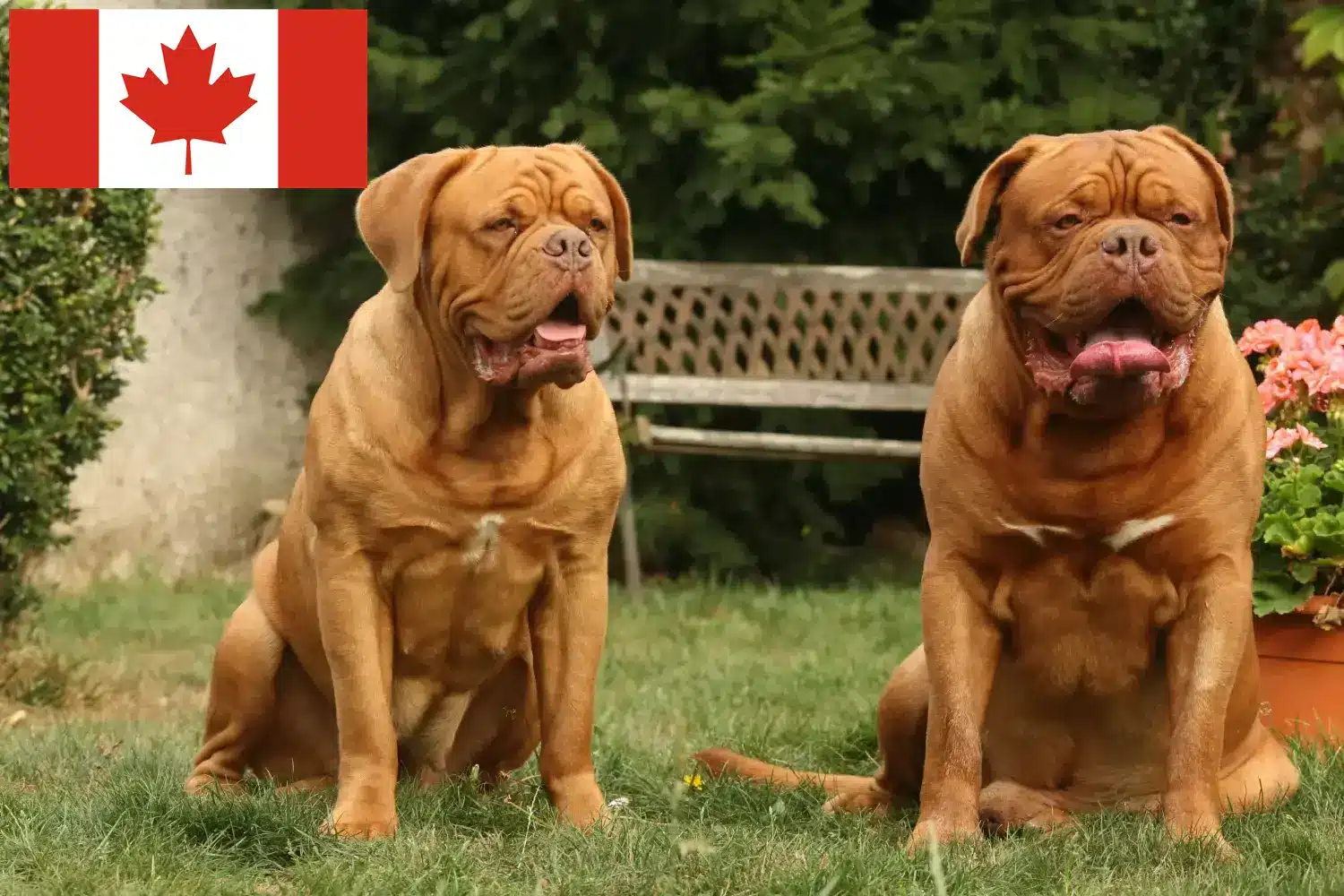 Lee más sobre el artículo Criadores de Dogos de Burdeos y cachorros en Canadá