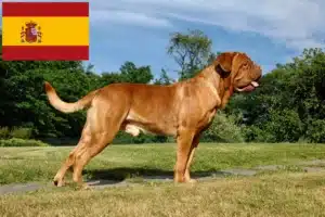 Lee más sobre el artículo Criadores y cachorros de Dogo de Burdeos en España