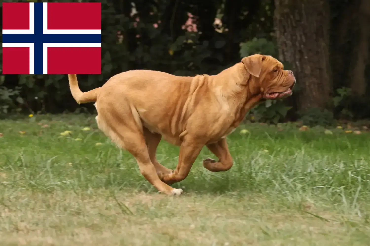 Lee más sobre el artículo Criadores de Dogos de Burdeos y cachorros en Noruega