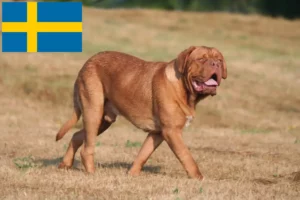 Lee más sobre el artículo Criadores de dogos de Burdeos y cachorros en Suecia