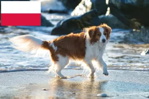 Lee más sobre el artículo Criadores de Kooikerhondje holandés y cachorros en Polonia