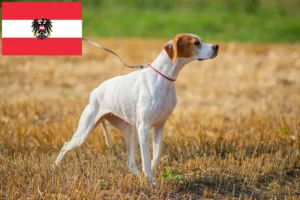 Lee más sobre el artículo Criadores de Pointer inglés y cachorros en Austria