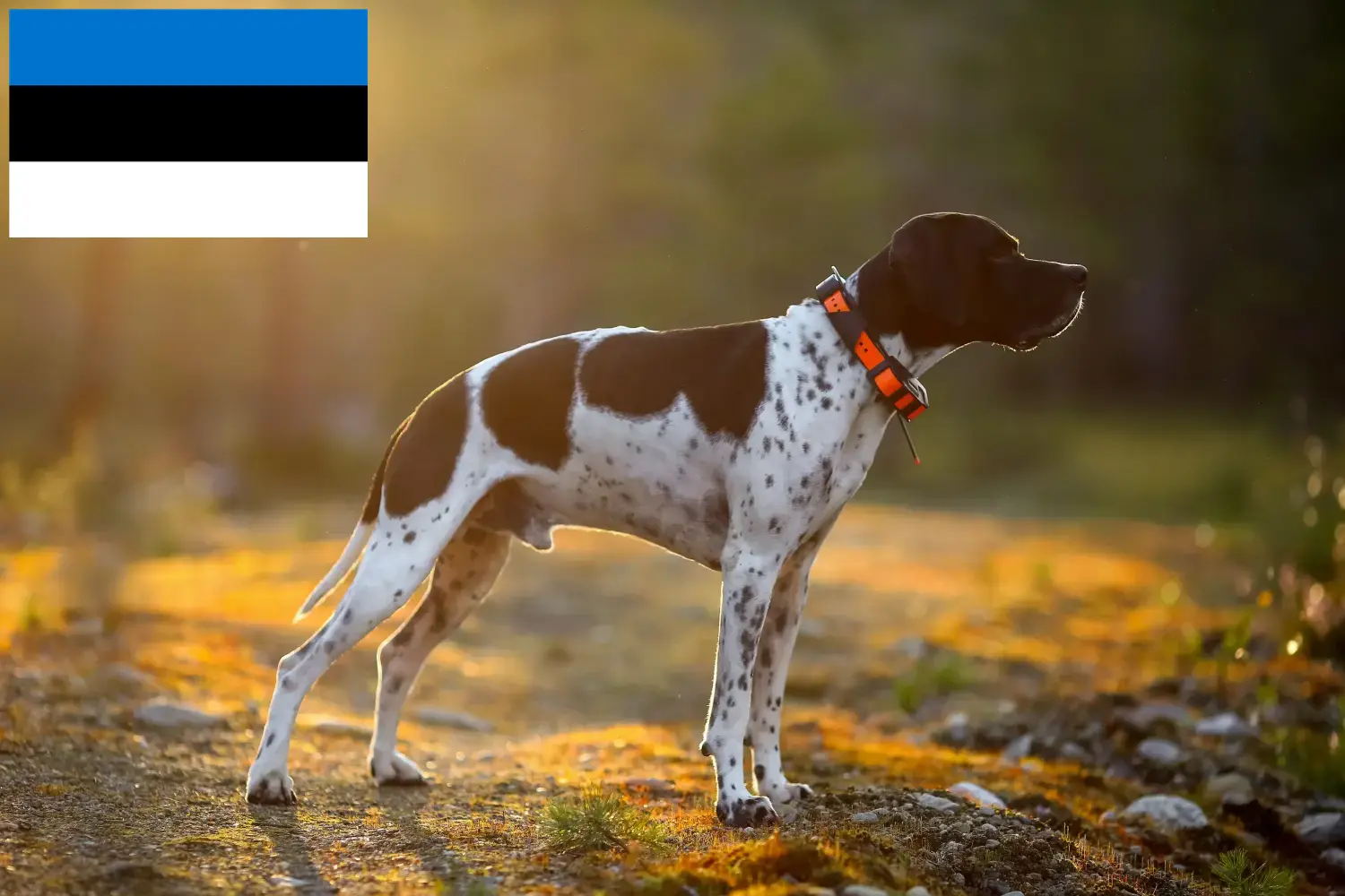 Lee más sobre el artículo Criadores de Pointer inglés y cachorros en Estonia