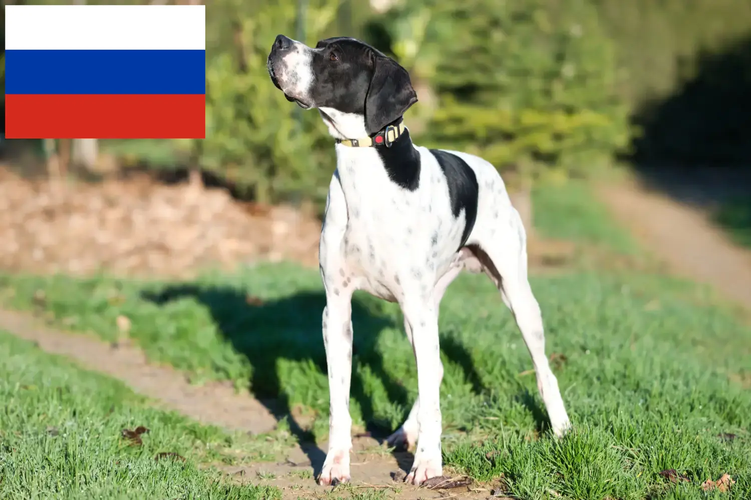 Lee más sobre el artículo Criadores de Pointer inglés y cachorros en Rusia