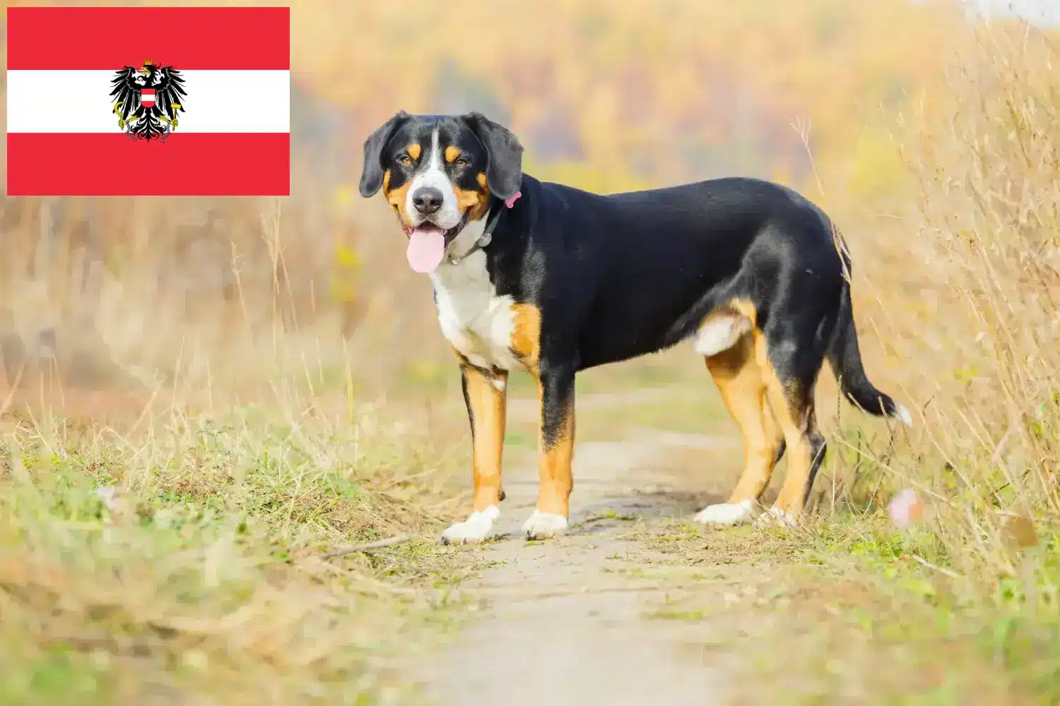 Lee más sobre el artículo Criadores de Perros de Montaña de Entlebuch y Cachorros en Austria