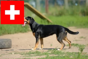 Lee más sobre el artículo Criadores de Perros de Montaña de Entlebuch y cachorros en Suiza