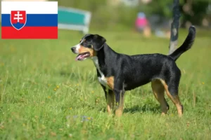 Lee más sobre el artículo Criador de Perros de Montaña de Entlebuch y Cachorros en Eslovaquia