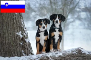 Lee más sobre el artículo Criador de Perros de Montaña de Entlebuch y Cachorros en Eslovenia