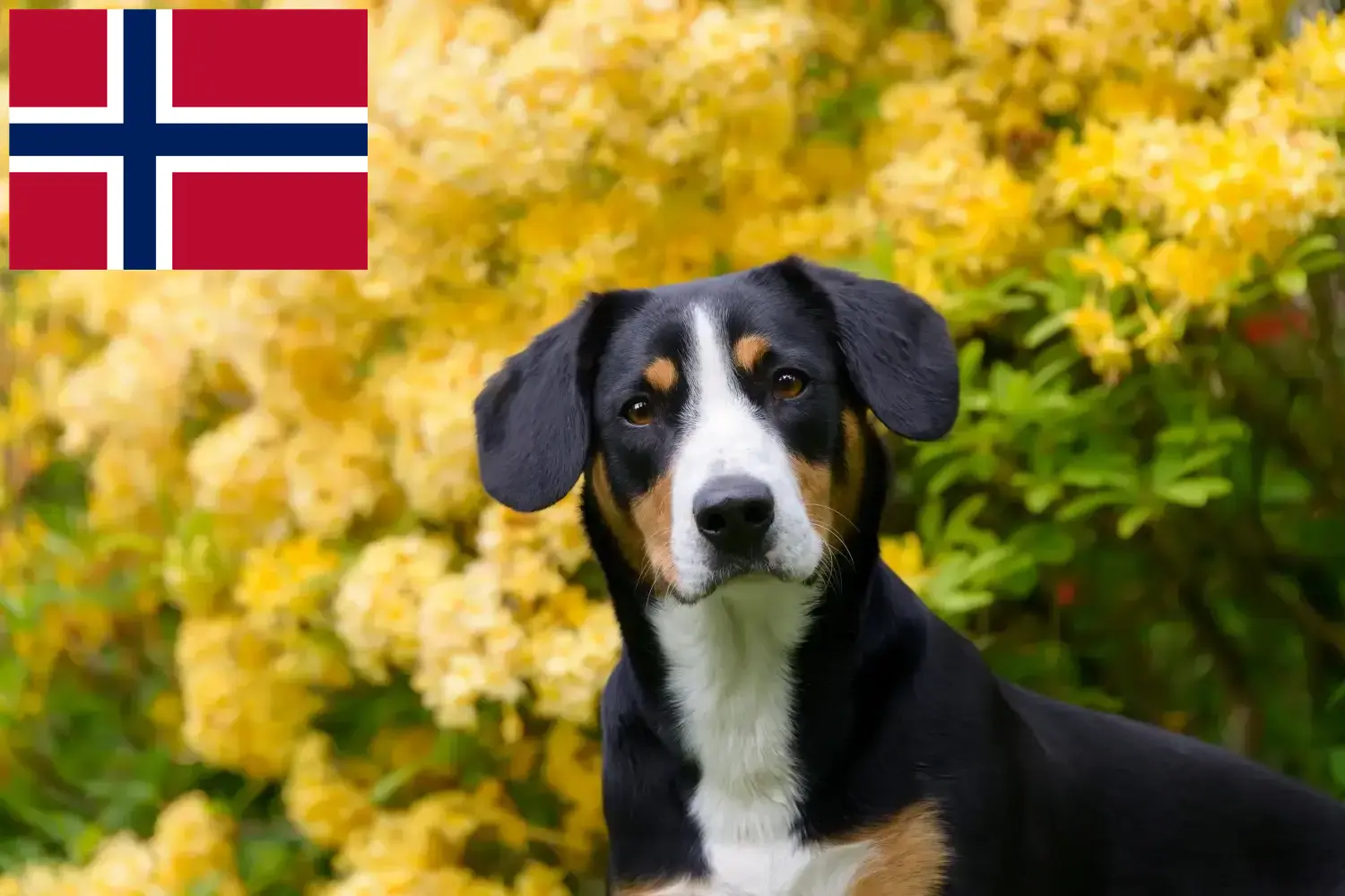 Lee más sobre el artículo Criador de Perros de Montaña de Entlebuch y Cachorros en Noruega