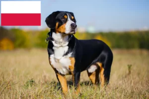 Lee más sobre el artículo Criador de Perros de Montaña de Entlebuch y Cachorros en Polonia