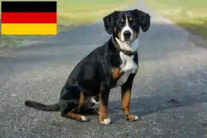 Lee más sobre el artículo Entlebucher Perro de Montaña Criador y Cachorros en Alemania