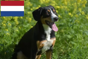 Lee más sobre el artículo Criador de Perros de Montaña de Entlebuch y Cachorros en los Países Bajos