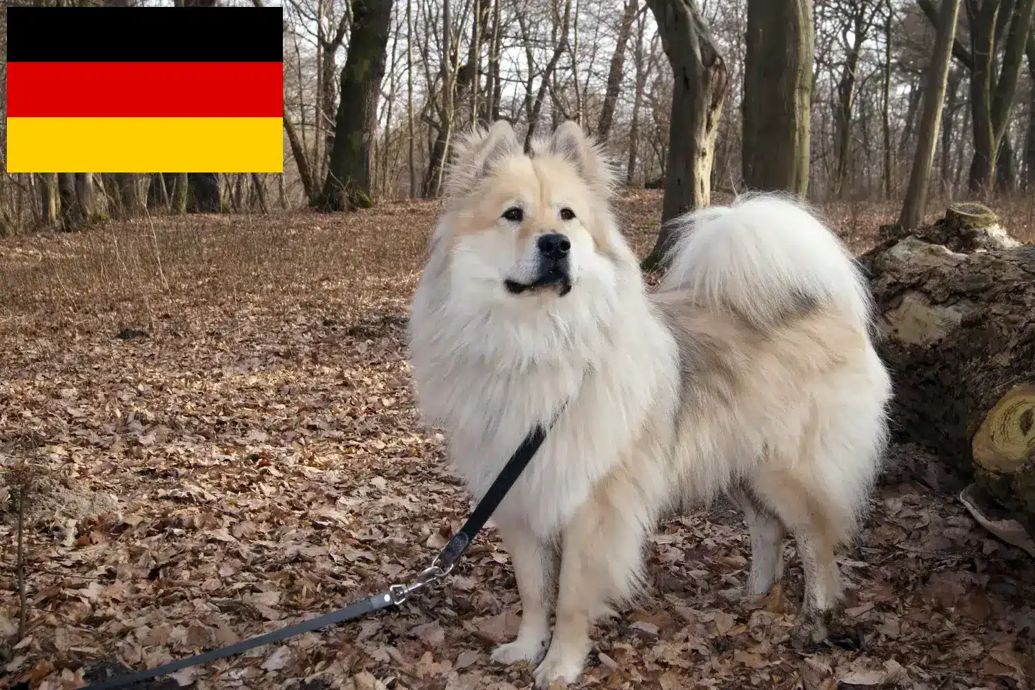 Lee más sobre el artículo Eurasier criadores y cachorros en Alemania