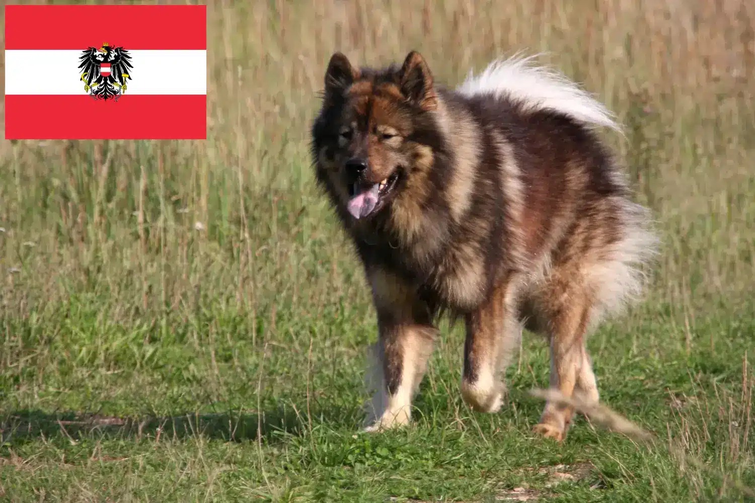 Lee más sobre el artículo Eurasier criadores y cachorros en Austria